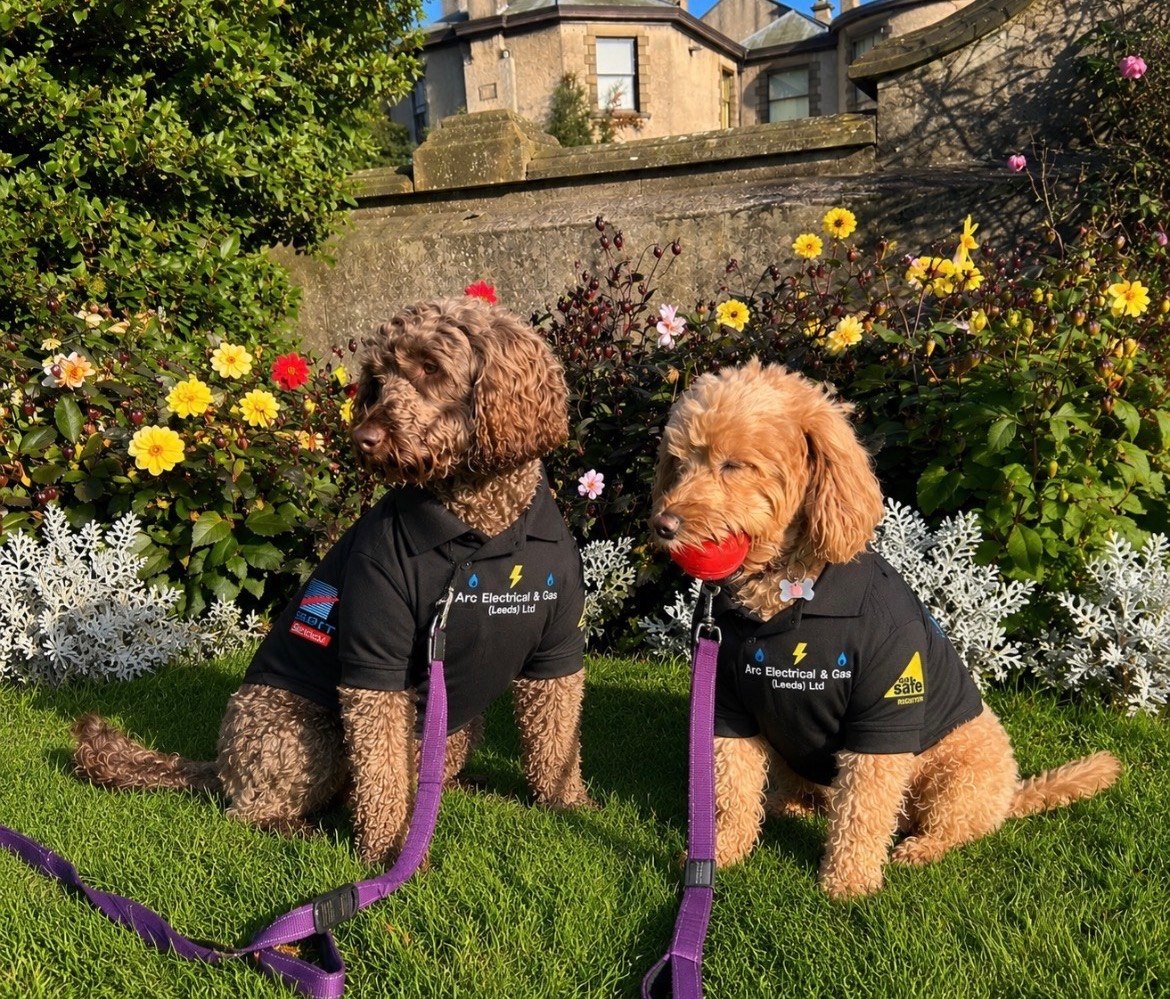Two dogs wearing branded ARC Electrical and Gas work shirts in Leeds